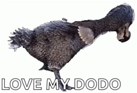 gif dodo|More.